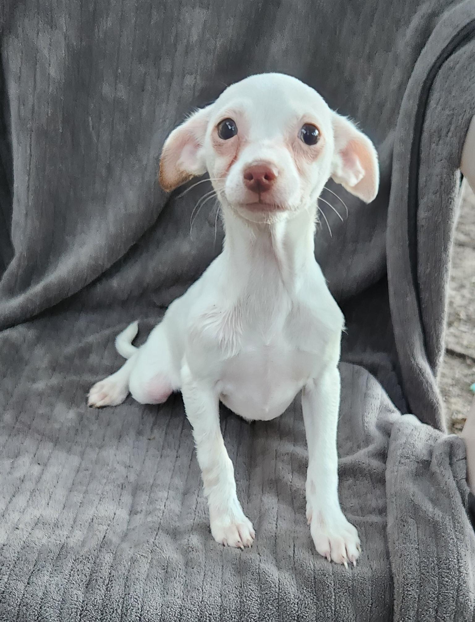 Luna, Adopted, Puppy Female Chihuahua.