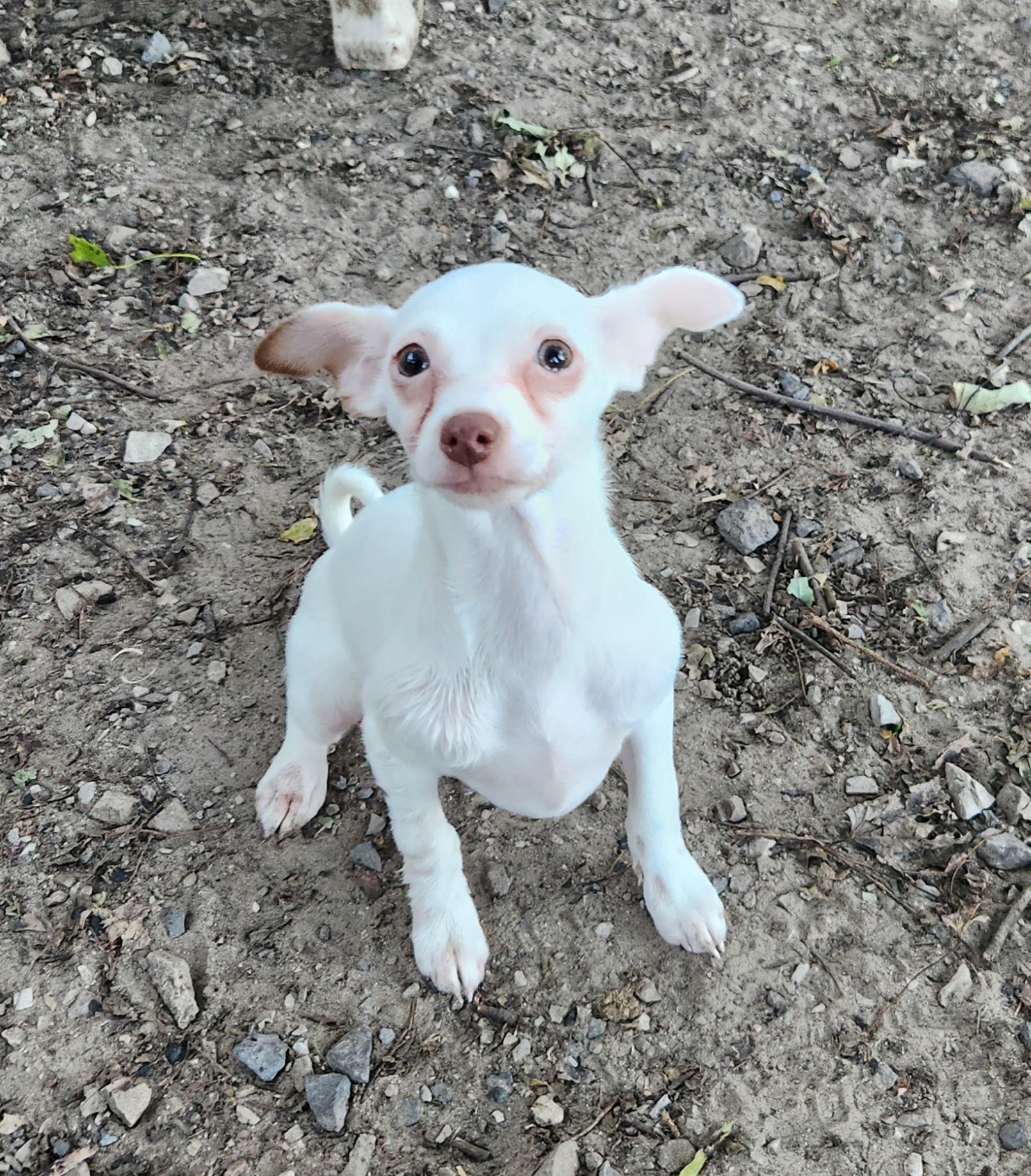 Enlarge Luna, a Adopted Chihuahua in Liberty Center, OH image 3/6