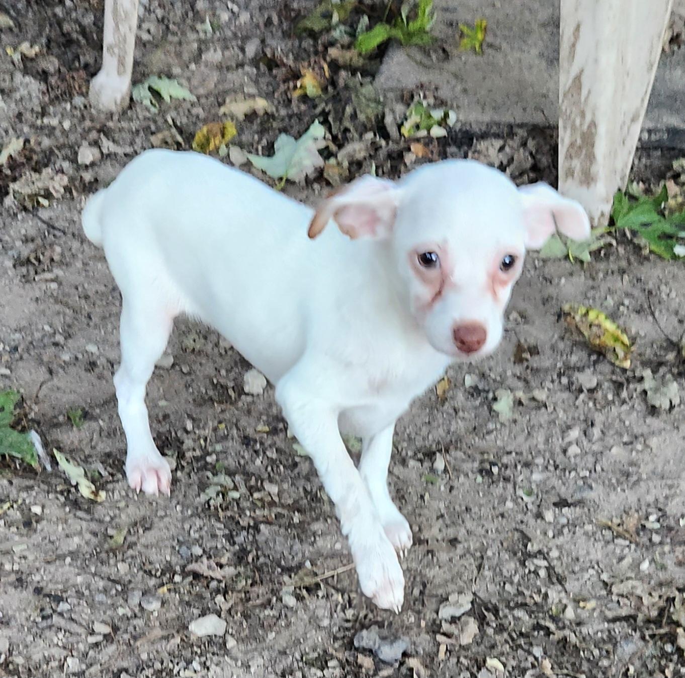 Enlarge Luna, a Adopted Chihuahua in Liberty Center, OH image 2/6