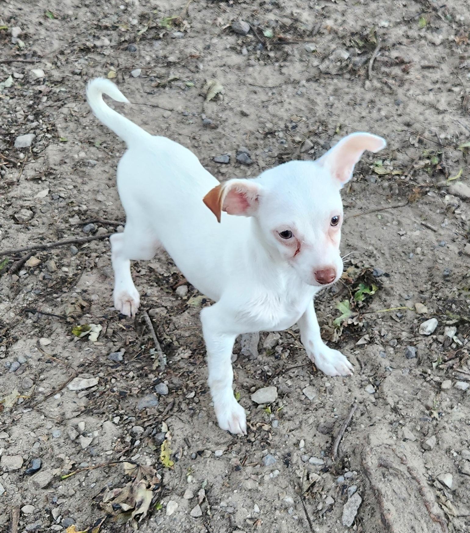 Enlarge Luna, a Adopted Chihuahua in Liberty Center, OH image 6/6