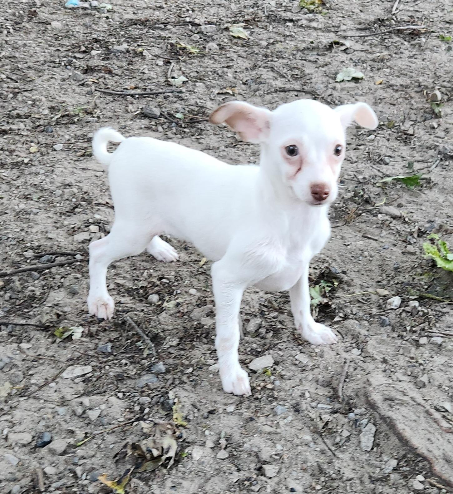 Enlarge Luna, a Adopted Chihuahua in Liberty Center, OH image 4/6