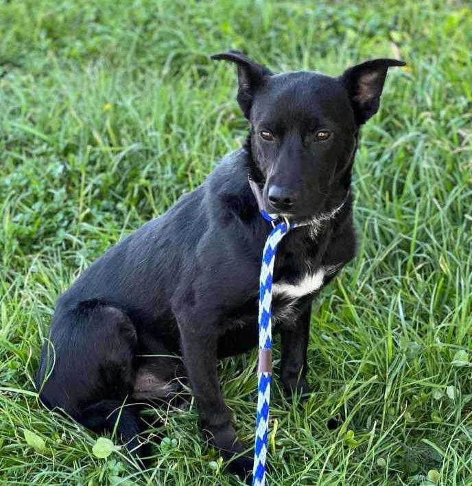 Timber Walton, Adoptable, Adult Male Shepherd & Labrador Retriever.