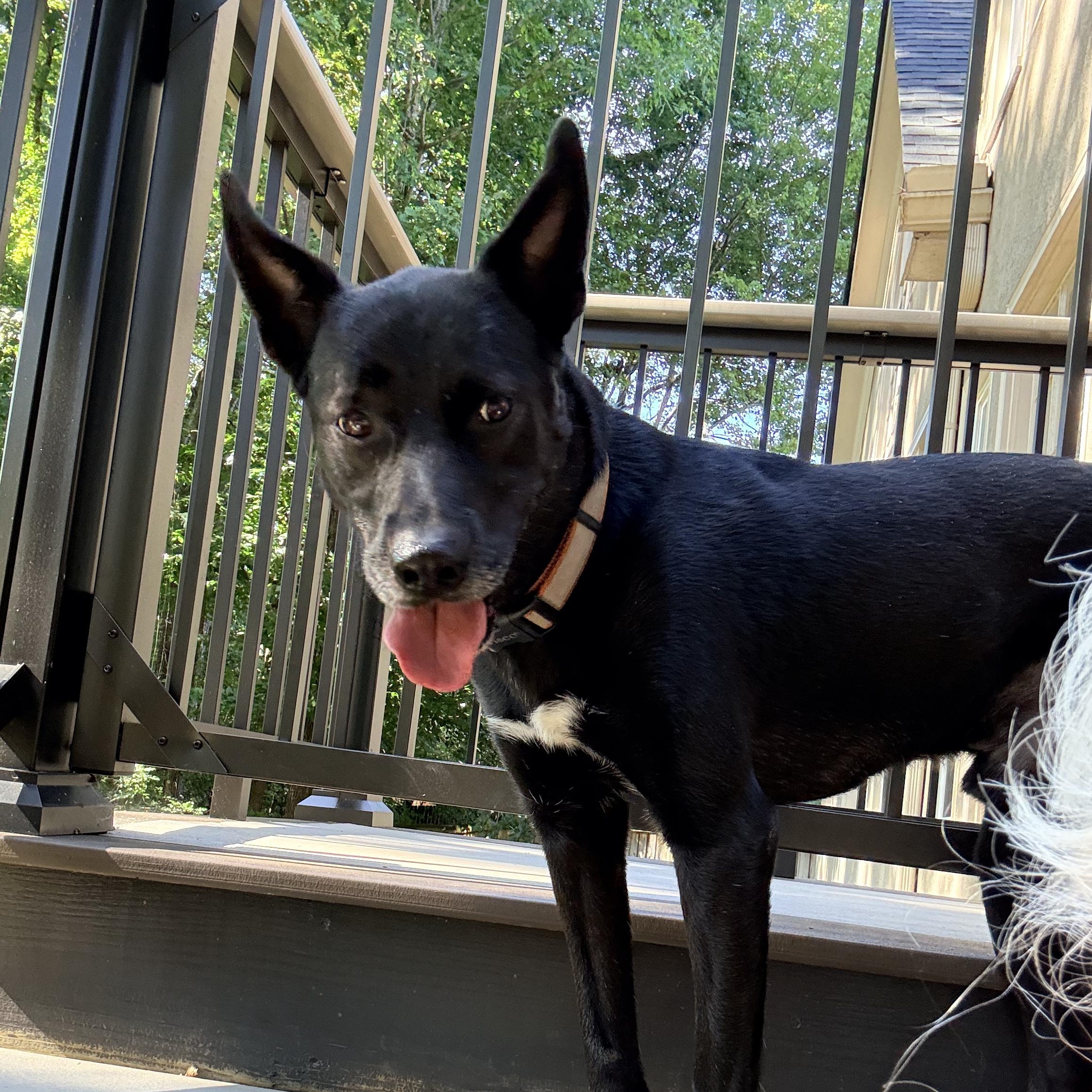 Enlarge Timber Walton, a Adoptable mixed breed in Roswell, GA image 1/5