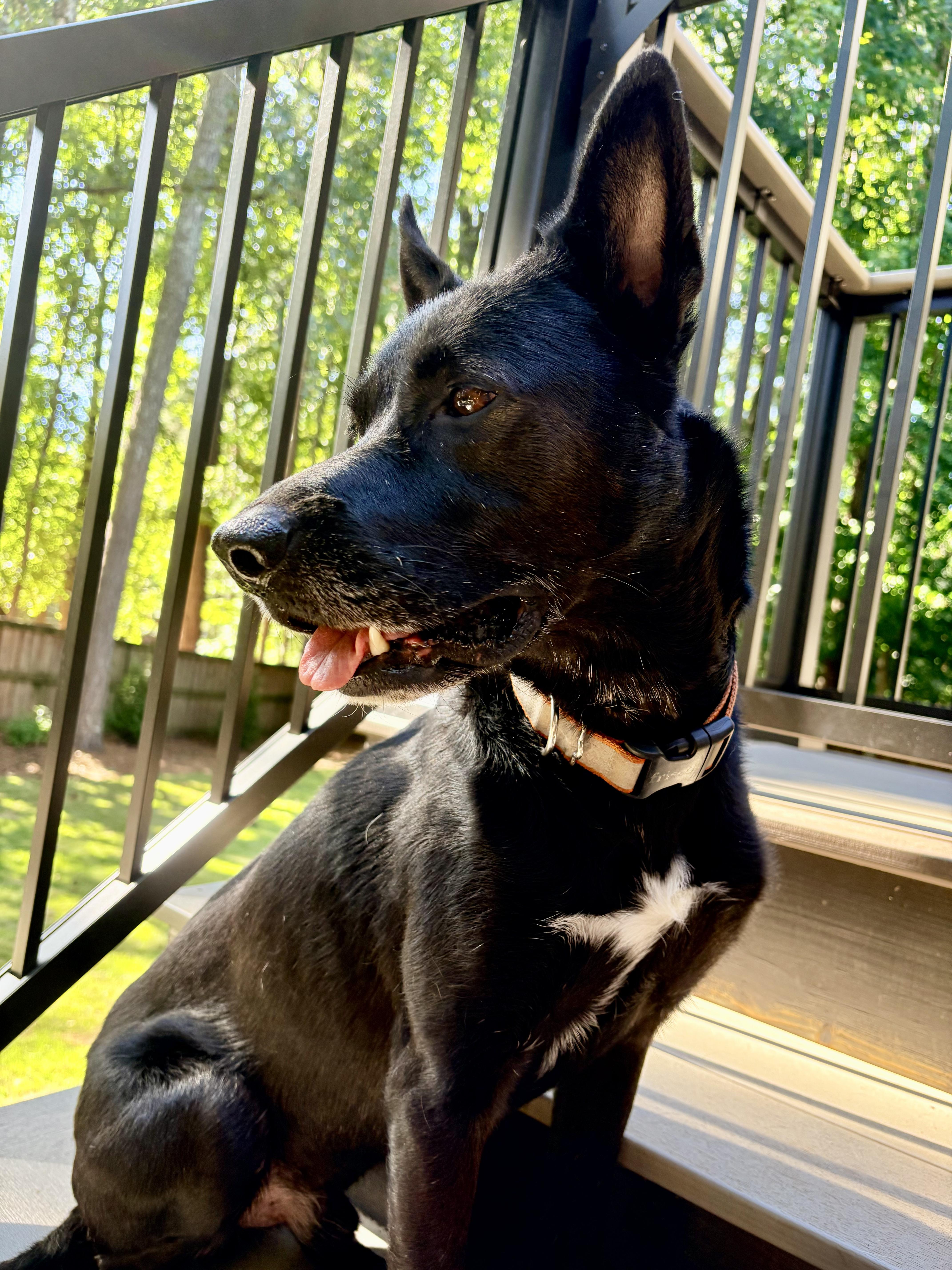Enlarge Timber Walton, a Adoptable mixed breed in Roswell, GA image 2/5