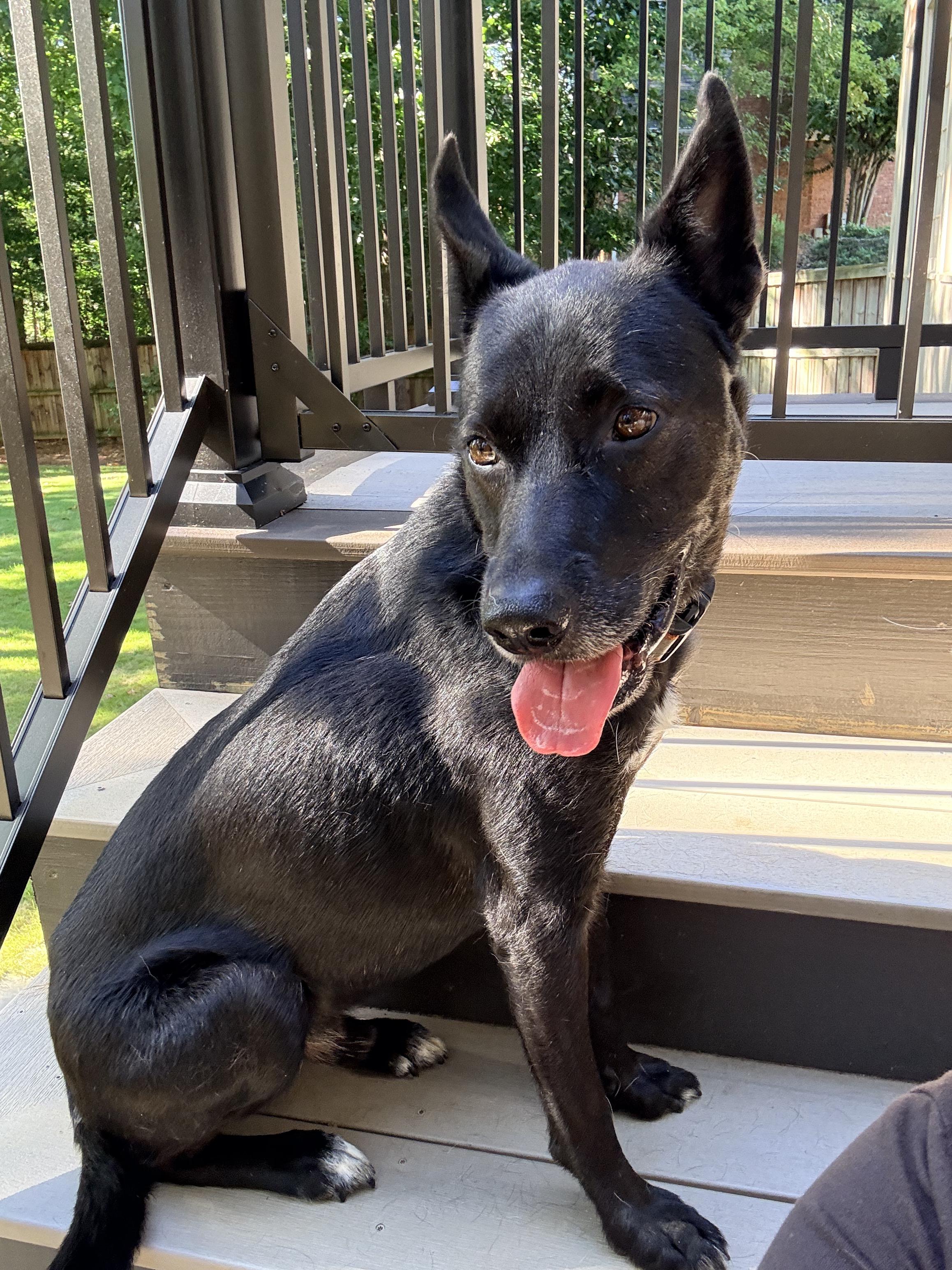 Enlarge Timber Walton, a Adoptable mixed breed in Roswell, GA image 3/5