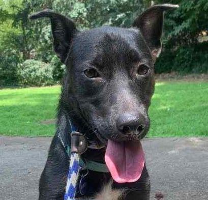 Timber Walton, a Adoptable mixed breed in Roswell, GA image 2/2