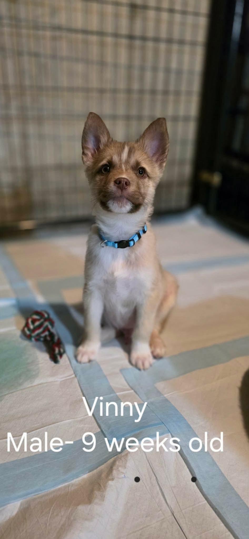 Enlarge Vinny, a Adoptable Shepherd in Steeleville, IL image 1/1