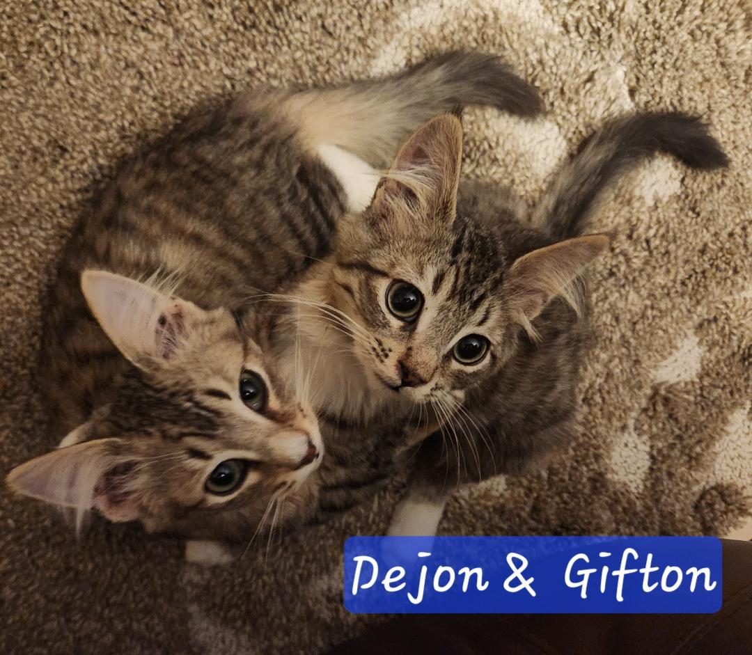 Dejon & Gifton, an adopted Tabby & Domestic Short Hair Mix in Las Cruces, NM_image-1