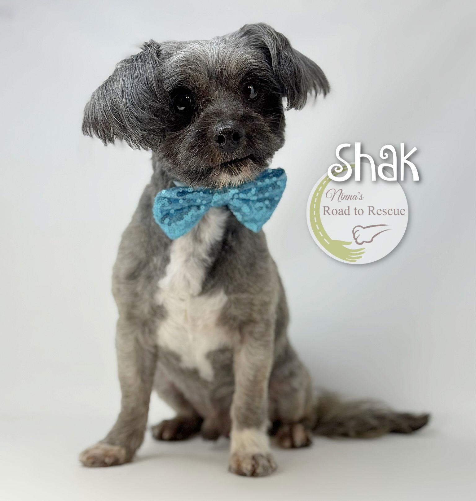 Enlarge Shak, a Adoptable Shih Tzu in Benton, LA image 1/2