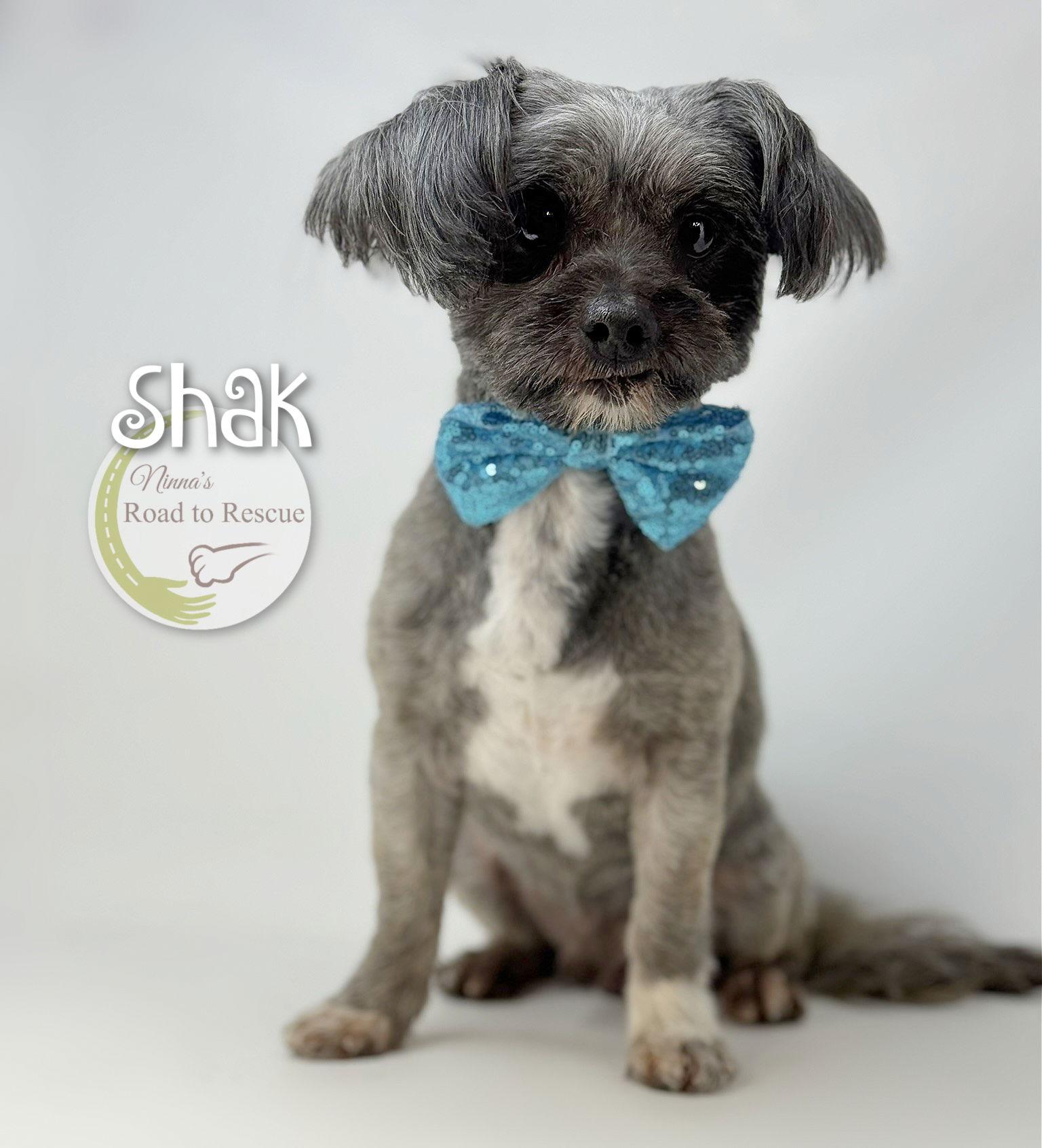 Enlarge Shak, a Adoptable Shih Tzu in Benton, LA image 2/2