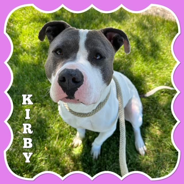 Enlarge Kirby, a Adoptable Pit Bull Terrier in Mokena, IL image 2/4