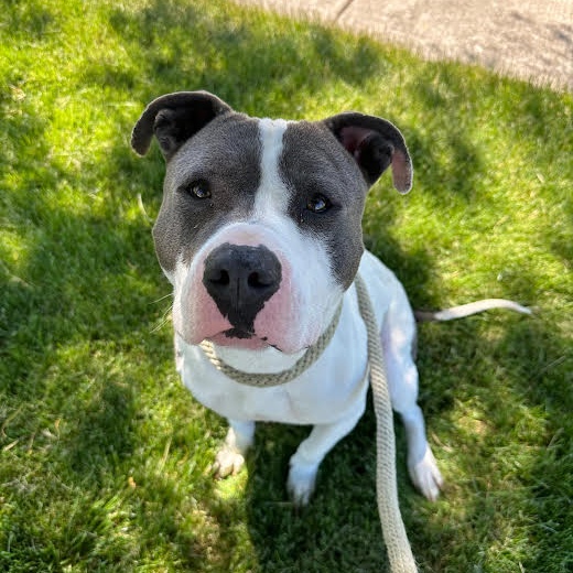 Enlarge Kirby, a Adoptable Pit Bull Terrier in Mokena, IL image 3/4