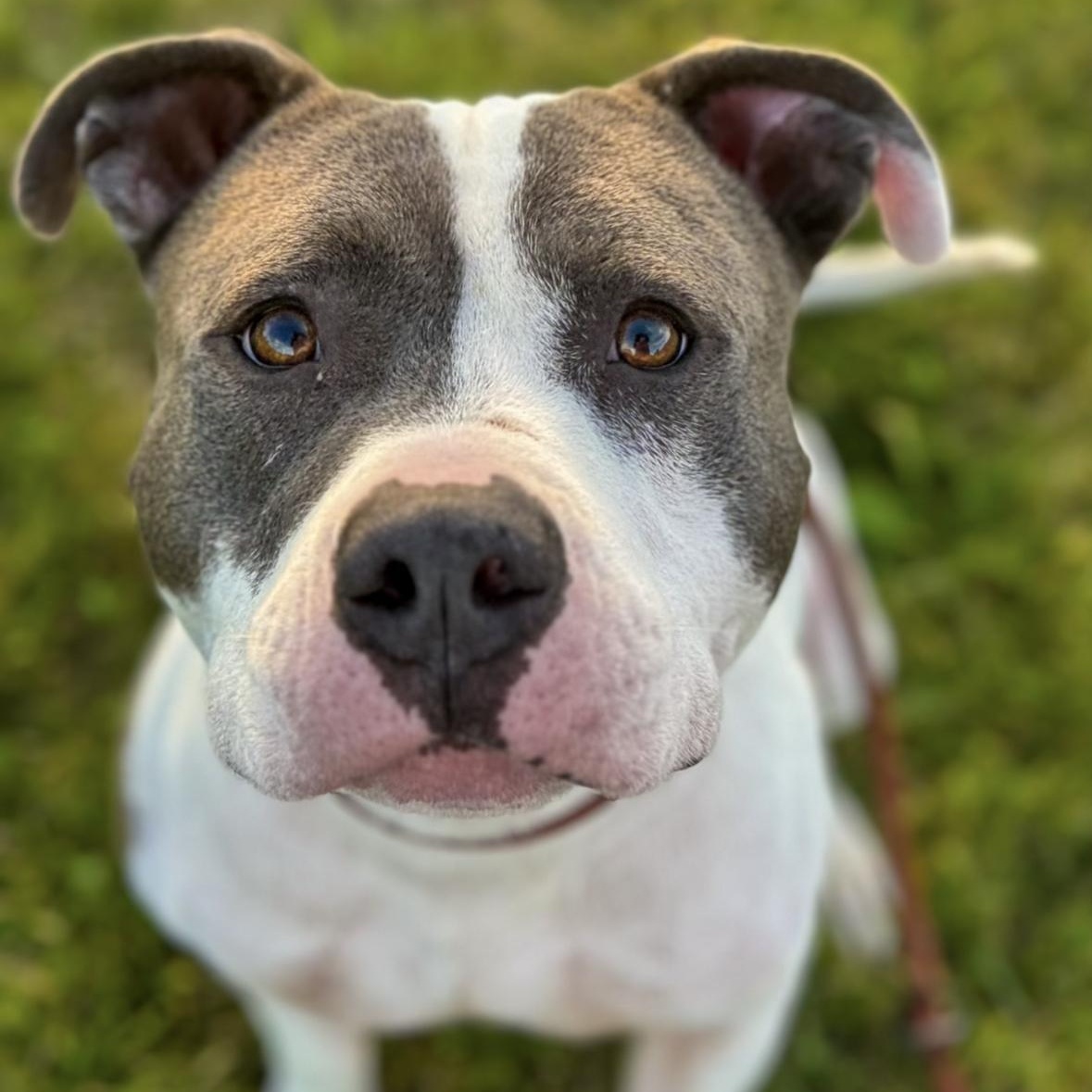 Enlarge Kirby, a Adoptable Pit Bull Terrier in Mokena, IL image 1/4