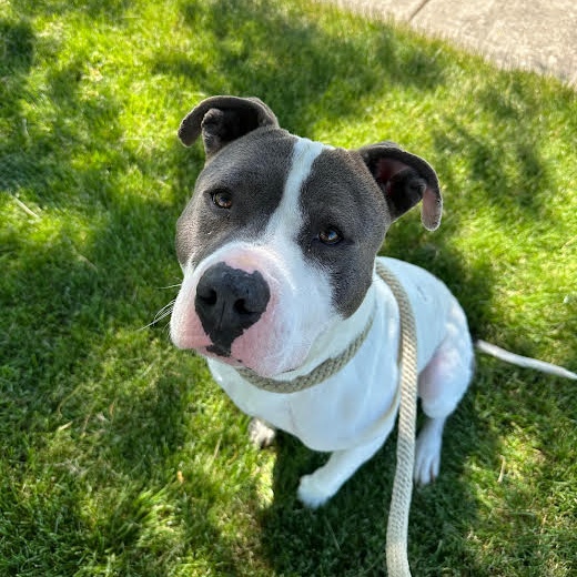 Enlarge Kirby, a Adoptable Pit Bull Terrier in Mokena, IL image 4/4