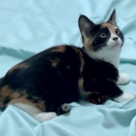 Enlarge Cali, a Adoptable Domestic Short Hair in Hemet, CA image 1/2