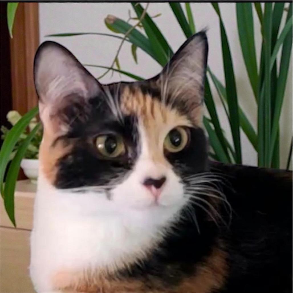 Cali, a Adoptable Domestic Short Hair in Hemet, CA image 2/2