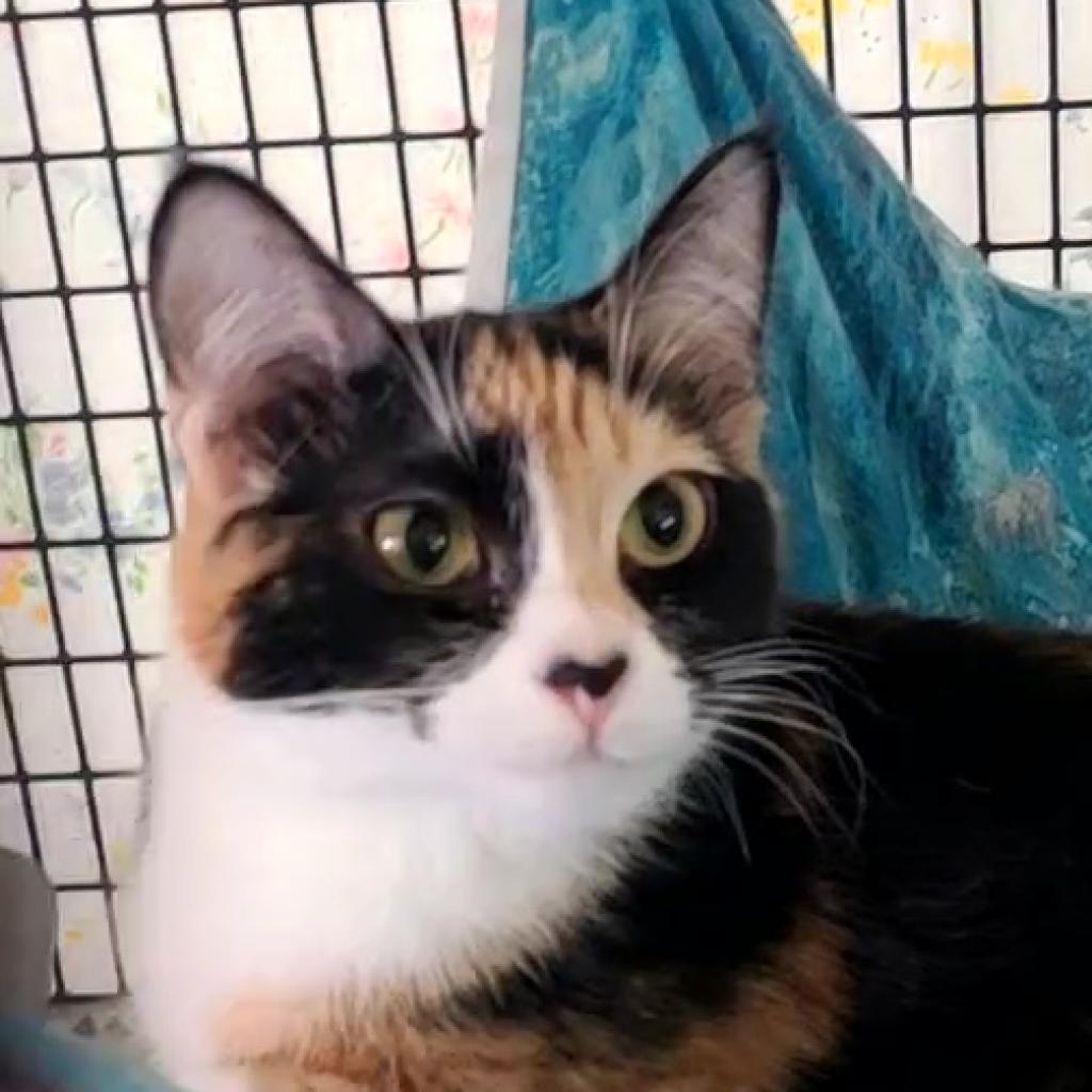 Enlarge Cali, a Adoptable Domestic Short Hair in Hemet, CA image 2/2