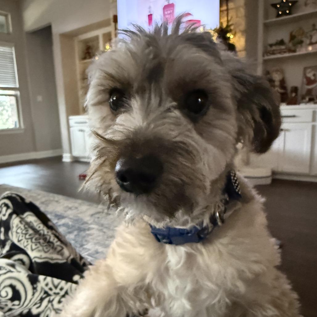 Snickers Charlie thumbnail 2