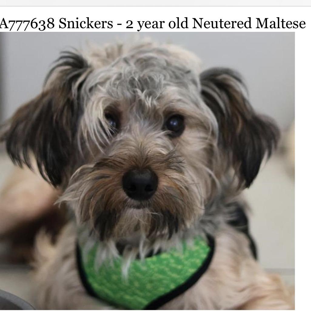 Snickers Charlie thumbnail 3