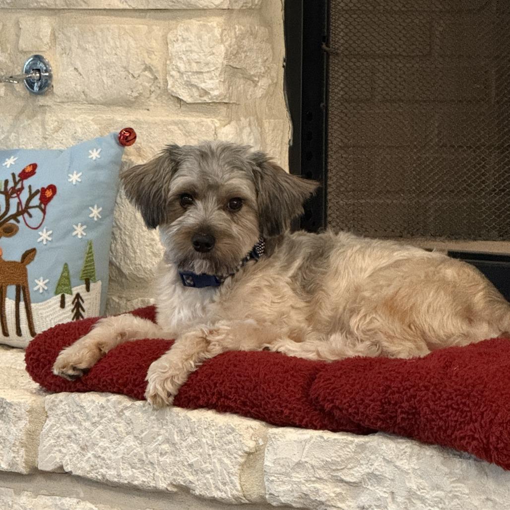 Snickers Charlie thumbnail 4