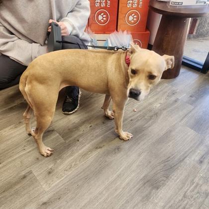 Charli, a Adoptable mixed breed in Fairhope, AL image 2/3