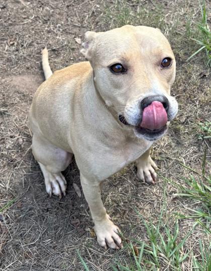 Charli, Adoptable, Adult Female Hound & Mixed Breed.