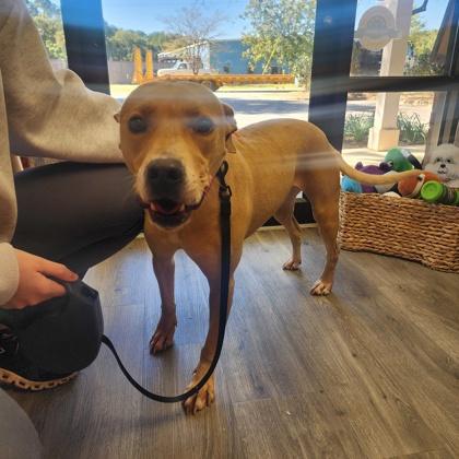 Charli, a Adoptable mixed breed in Fairhope, AL image 3/3