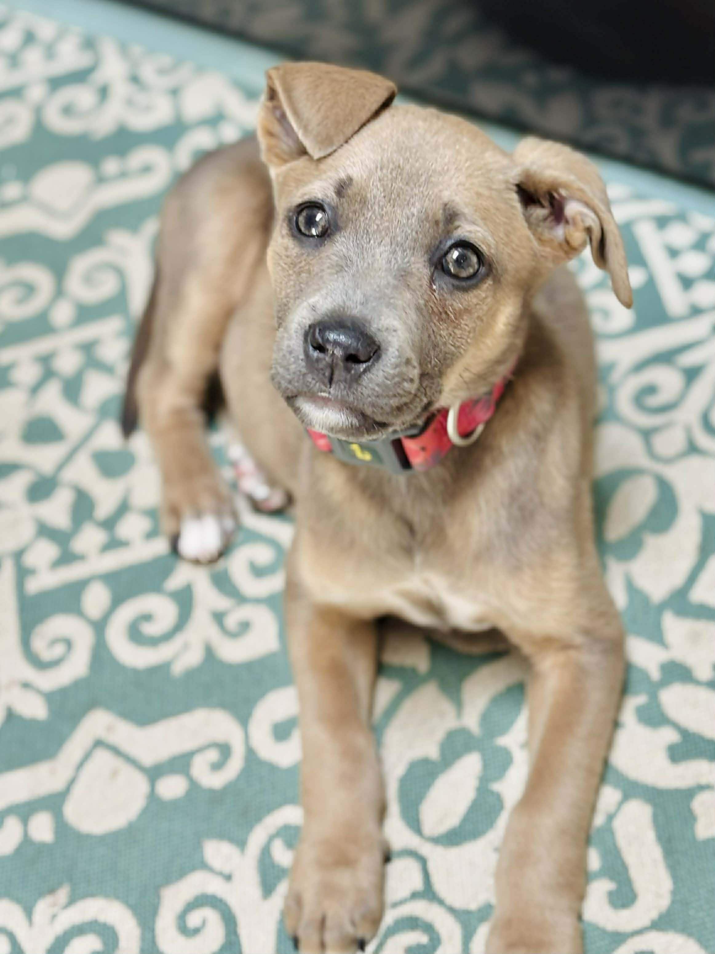 Lily, ADOPTABLE, Puppy Female Labrador Retriever.