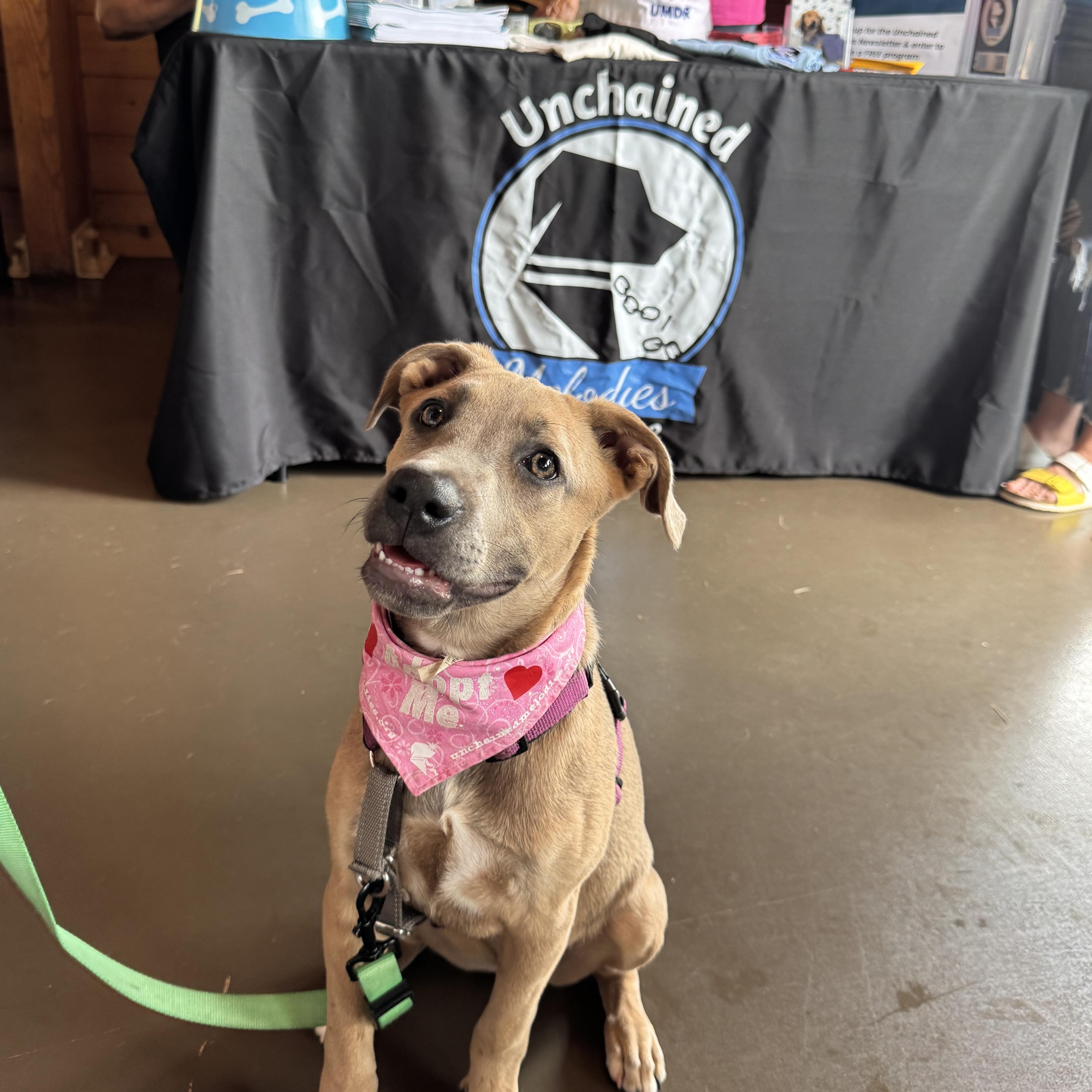 Lily, a ADOPTABLE mixed breed in Columbia, MO image 4/4