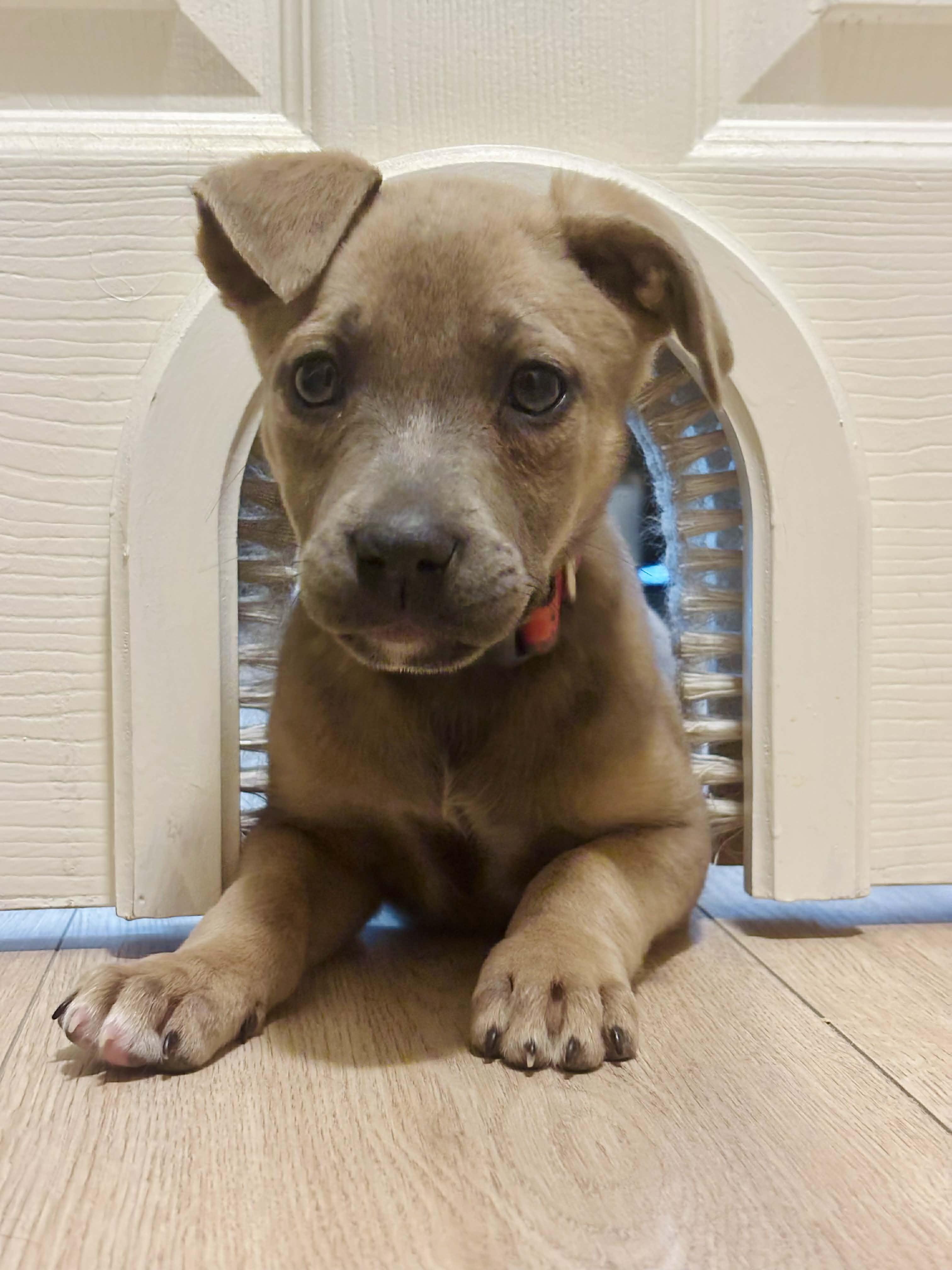 Enlarge Lily, a ADOPTABLE mixed breed in Columbia, MO image 2/6