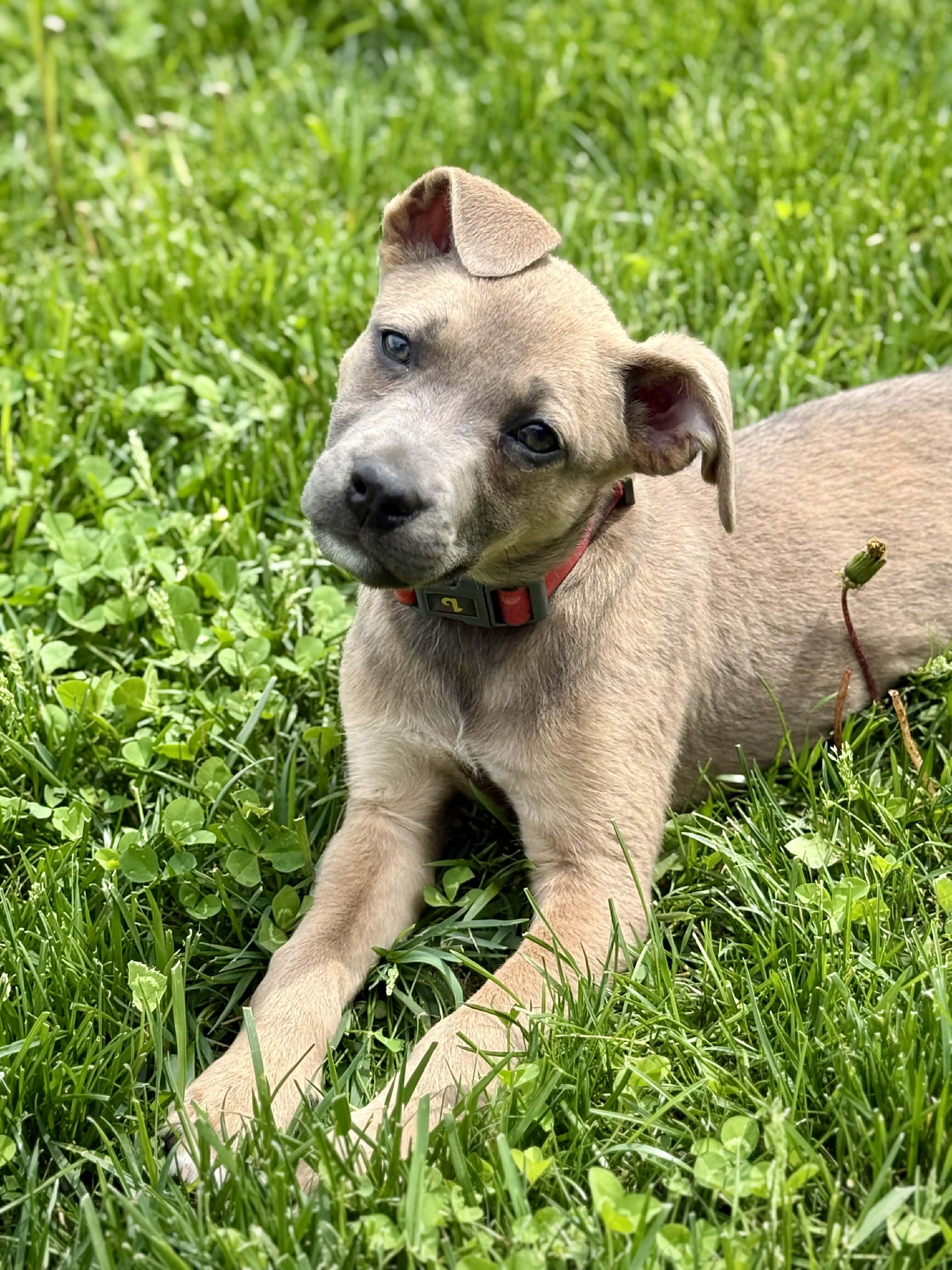 Enlarge Lily, a ADOPTABLE mixed breed in Columbia, MO image 6/6