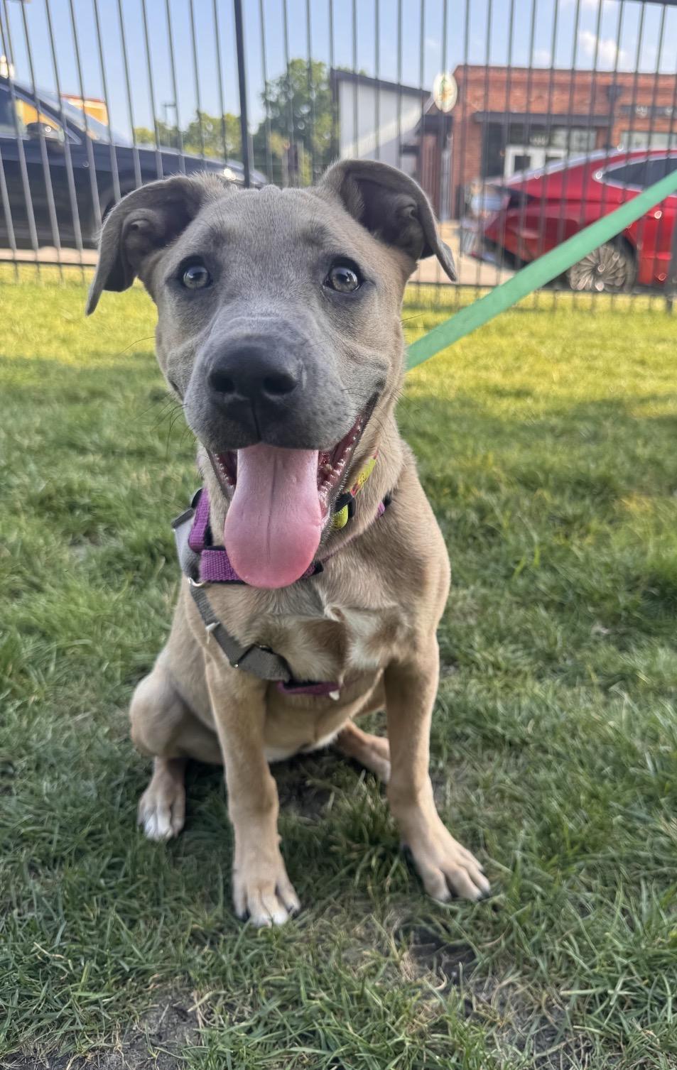 Lily, ADOPTABLE, Young Female Labrador Retriever.