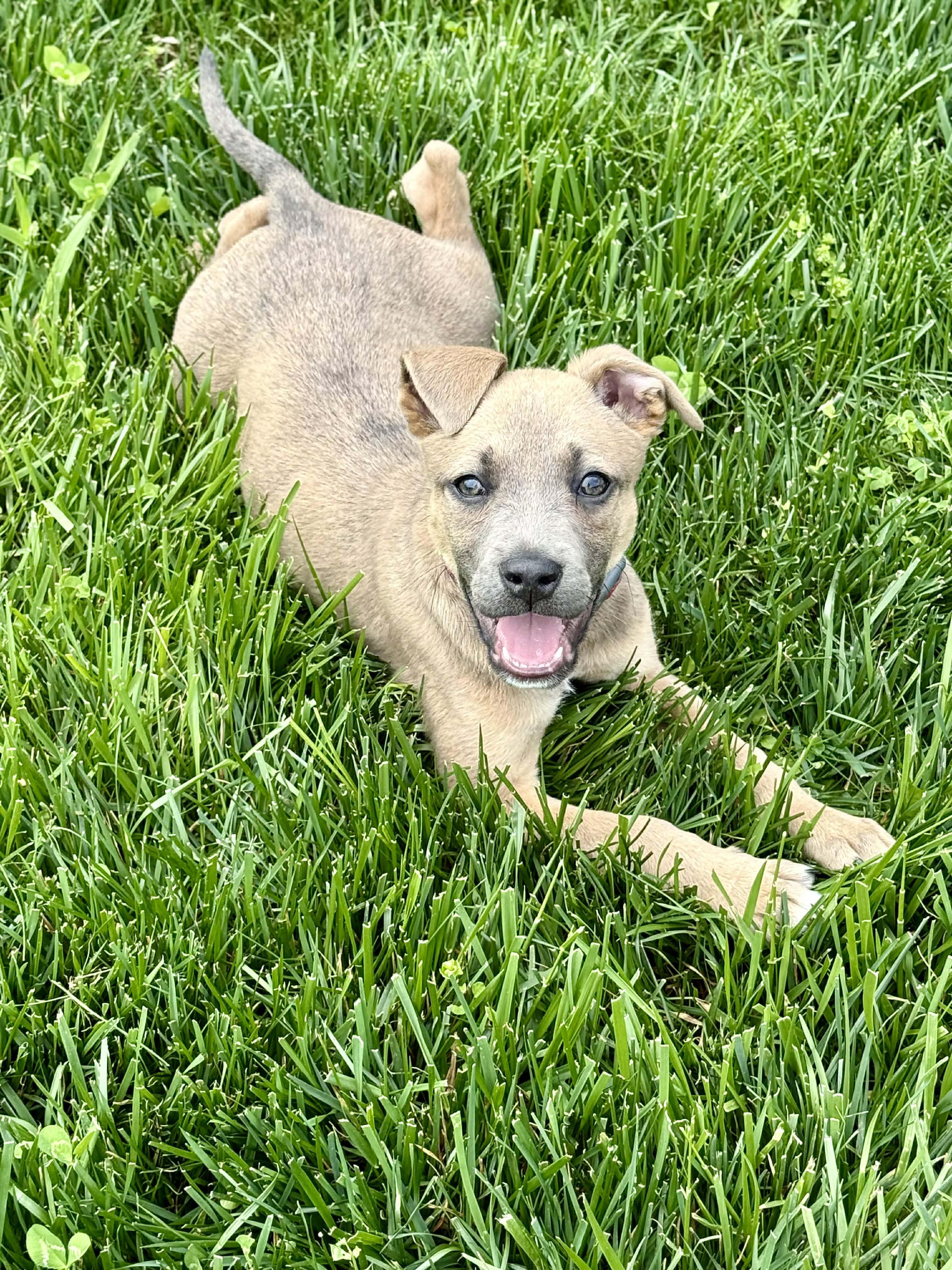 Enlarge Lily, a ADOPTABLE mixed breed in Columbia, MO image 5/6