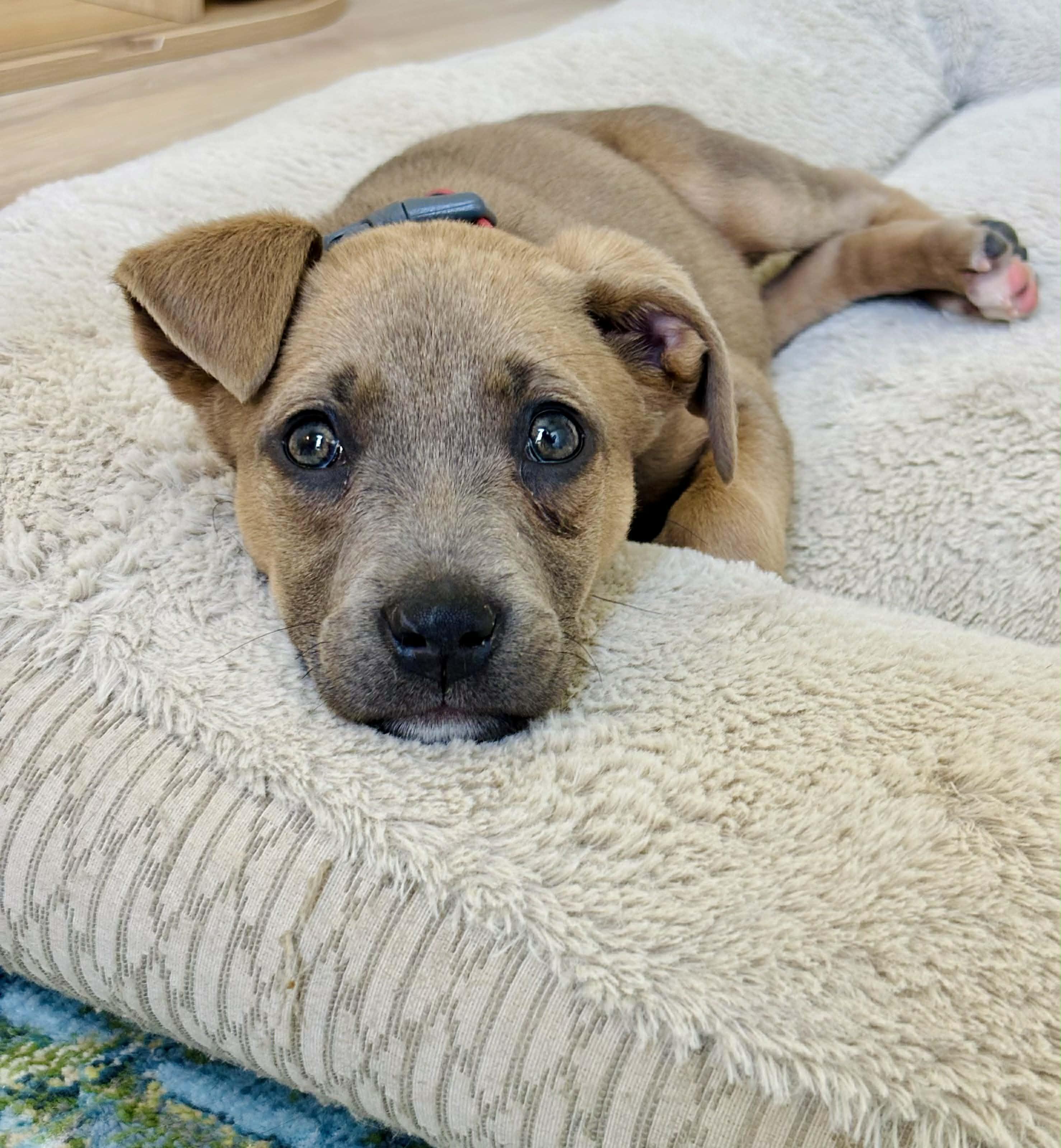 Enlarge Lily, a ADOPTABLE mixed breed in Columbia, MO image 4/6