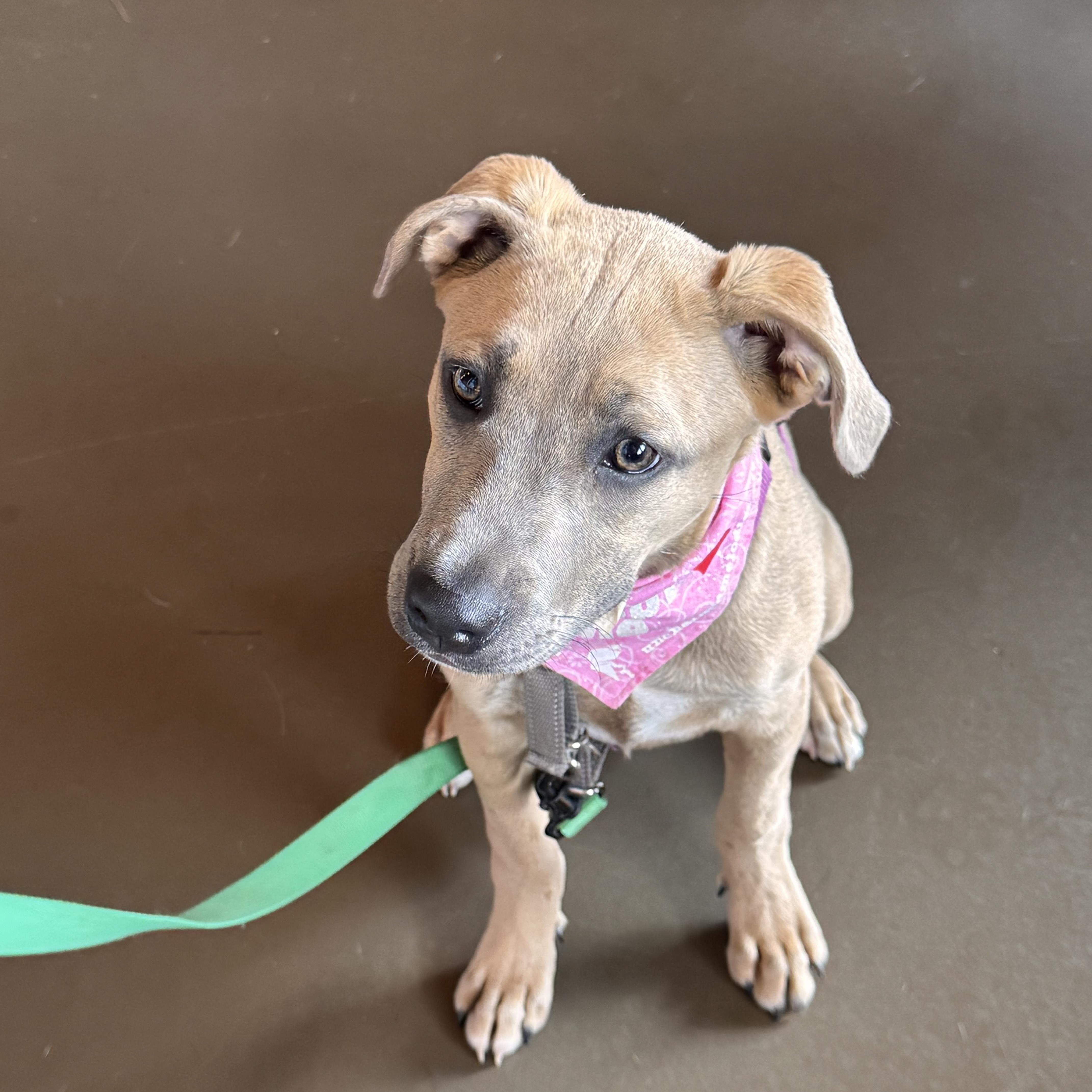 Lily, a ADOPTABLE mixed breed in Columbia, MO image 3/4