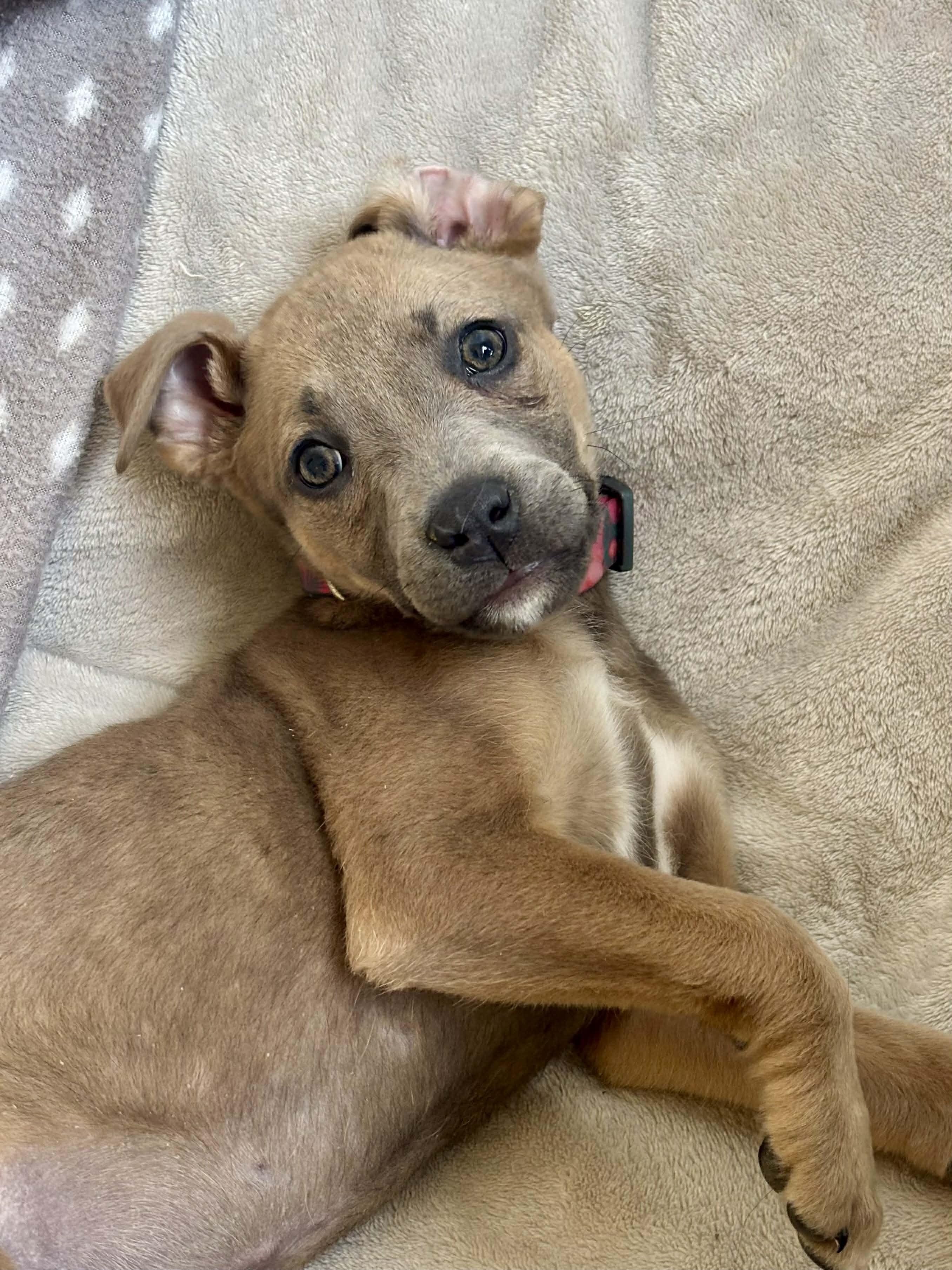 Enlarge Lily, a ADOPTABLE mixed breed in Columbia, MO image 3/6