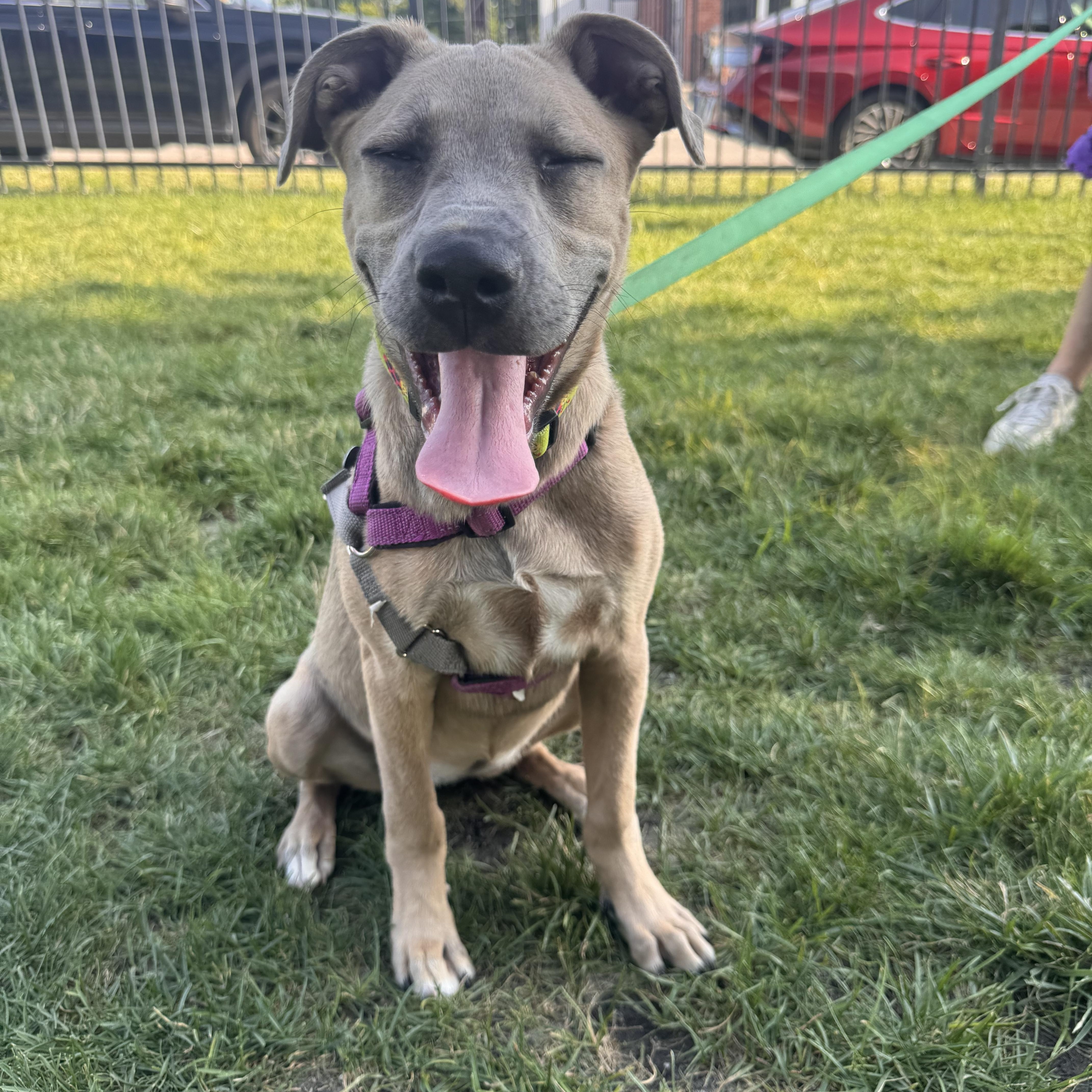Lily, a ADOPTABLE mixed breed in Columbia, MO image 2/4