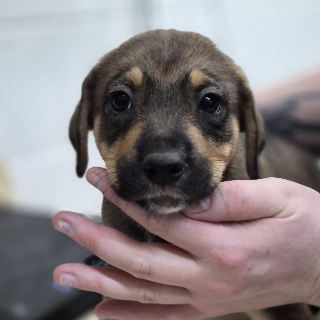 Silver, Adoptable, Puppy Female Mixed Breed.