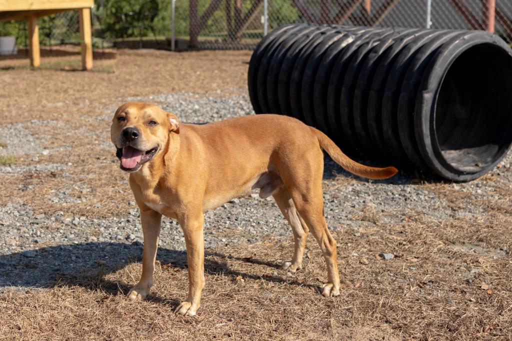 Enlarge Rufus, a Adoptable mixed breed in Lakeland, GA image 1/1