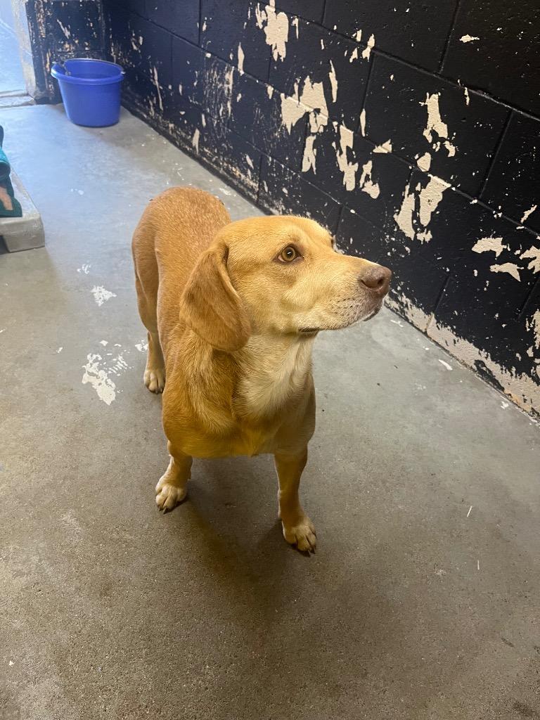 Button, Adoptable, Adult Female Mixed Breed.