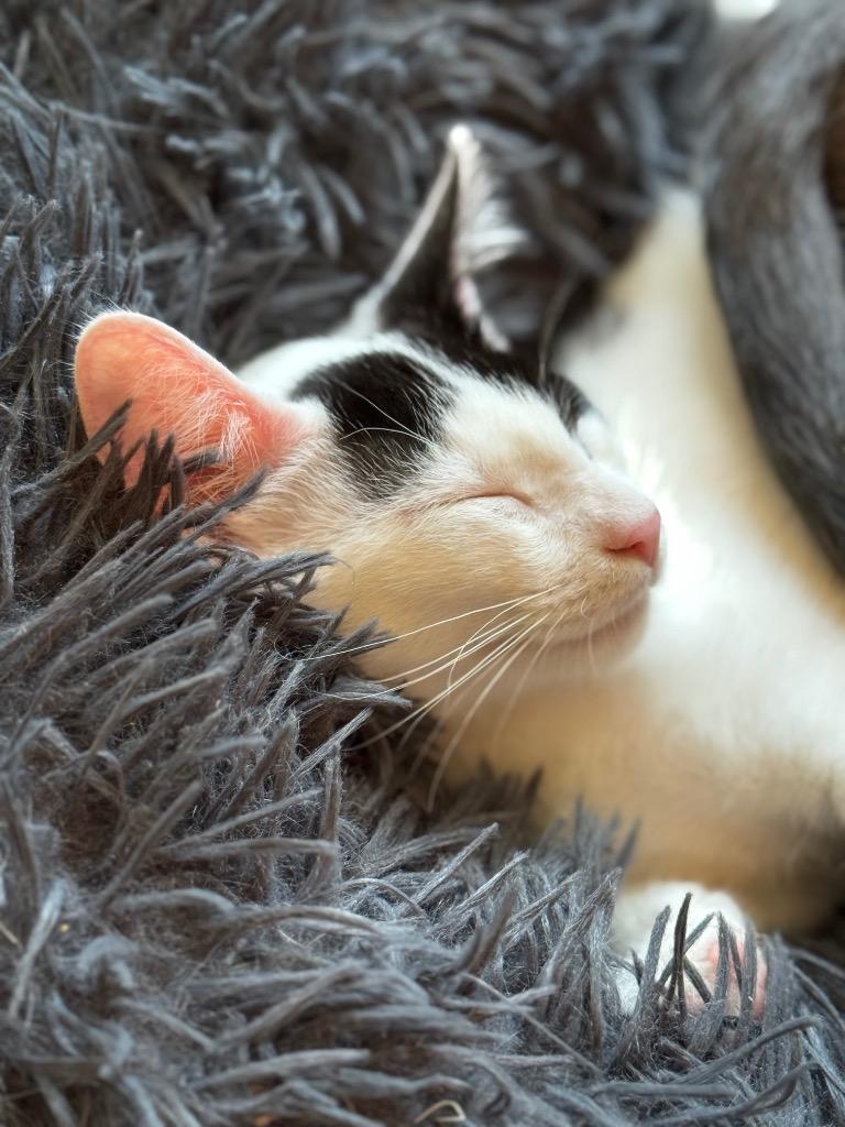 Enlarge Porcini, a Adoptable mixed breed in Hampton, VA image 1/3