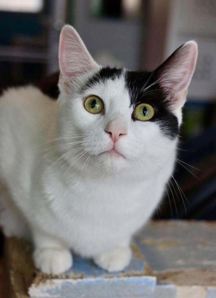 Enlarge Porcini, a Adoptable mixed breed in Hampton, VA image 2/3