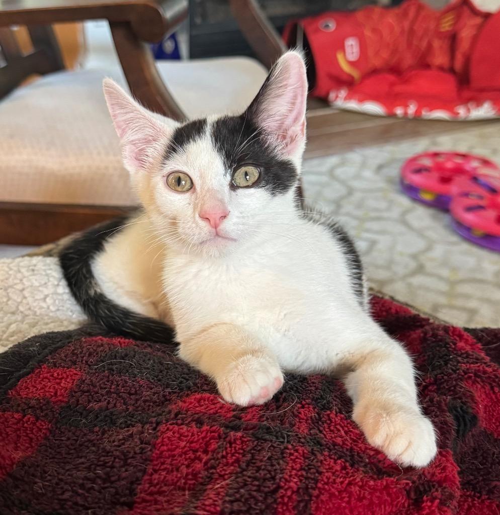 Enlarge Porcini, a Adoptable mixed breed in Hampton, VA image 2/3