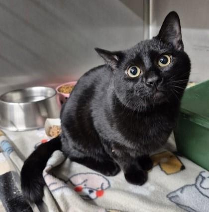 Knox, ADOPTABLE, Young Male Domestic Short Hair.