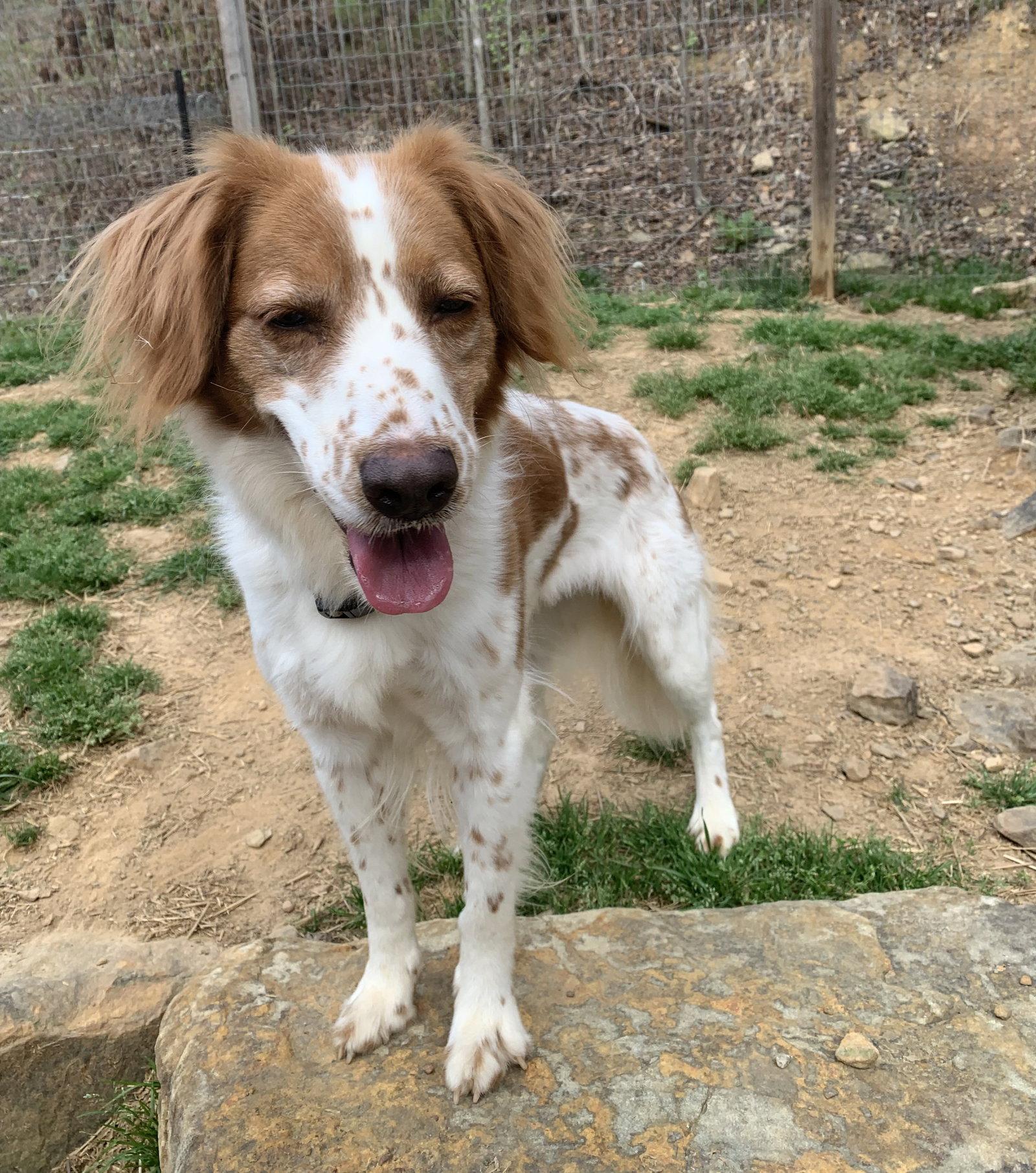 Enlarge GA/(Pending Adoption) Regan(OH), a Adoptable Brittany Spaniel in Greenville, GA image 2/3