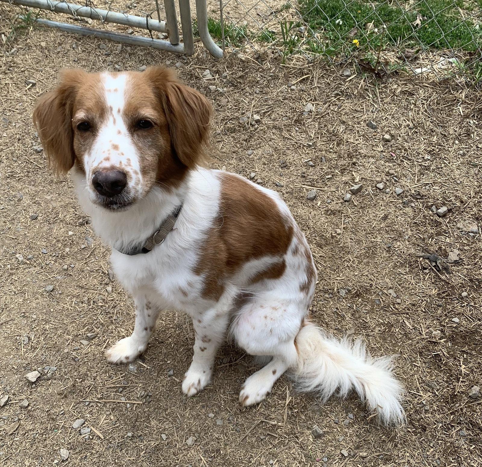 Enlarge GA/(Pending Adoption) Regan(OH), a Adoptable Brittany Spaniel in Greenville, GA image 3/3