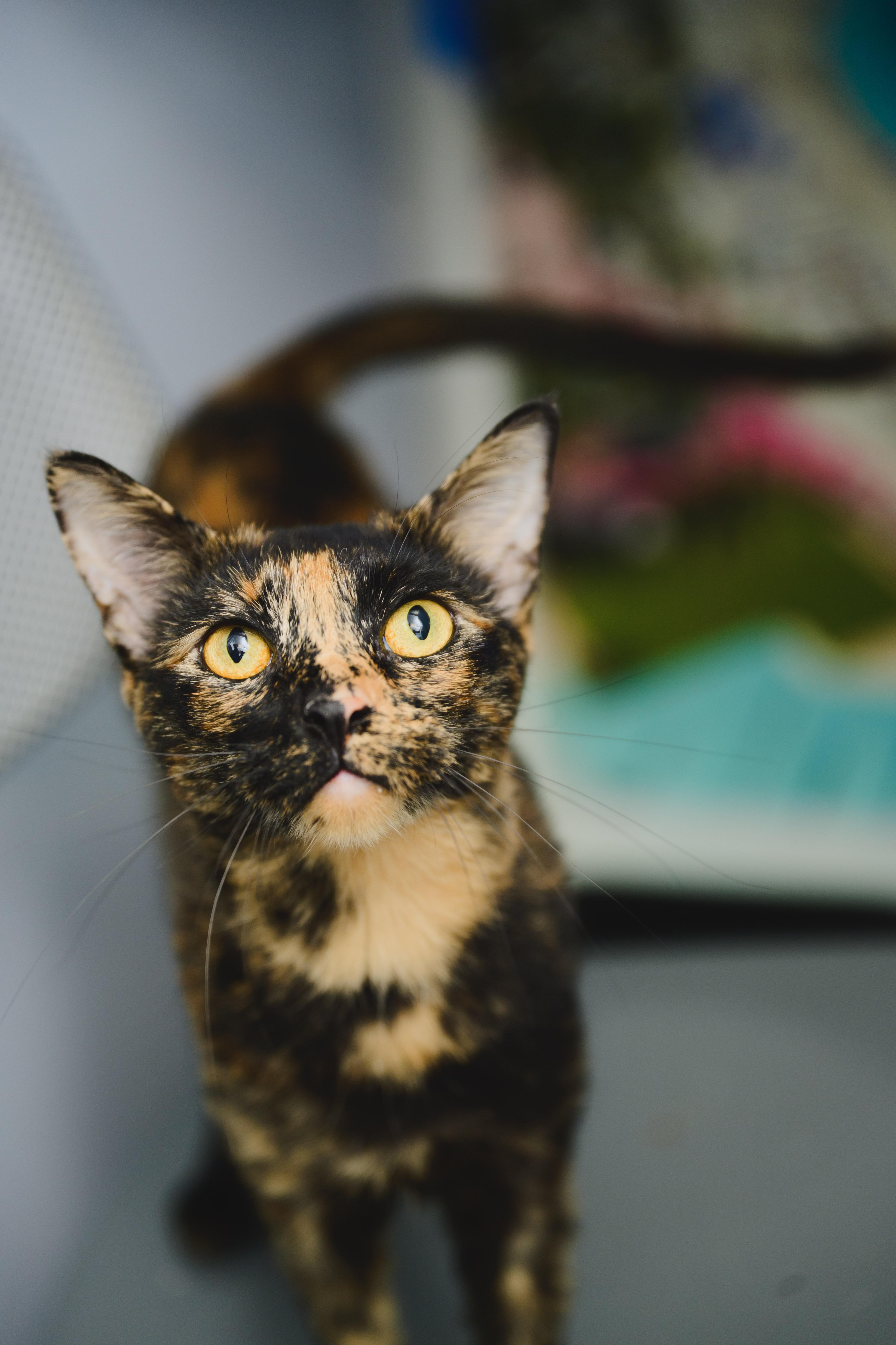 Linguine, Adopted, Adult Female Domestic Short Hair.