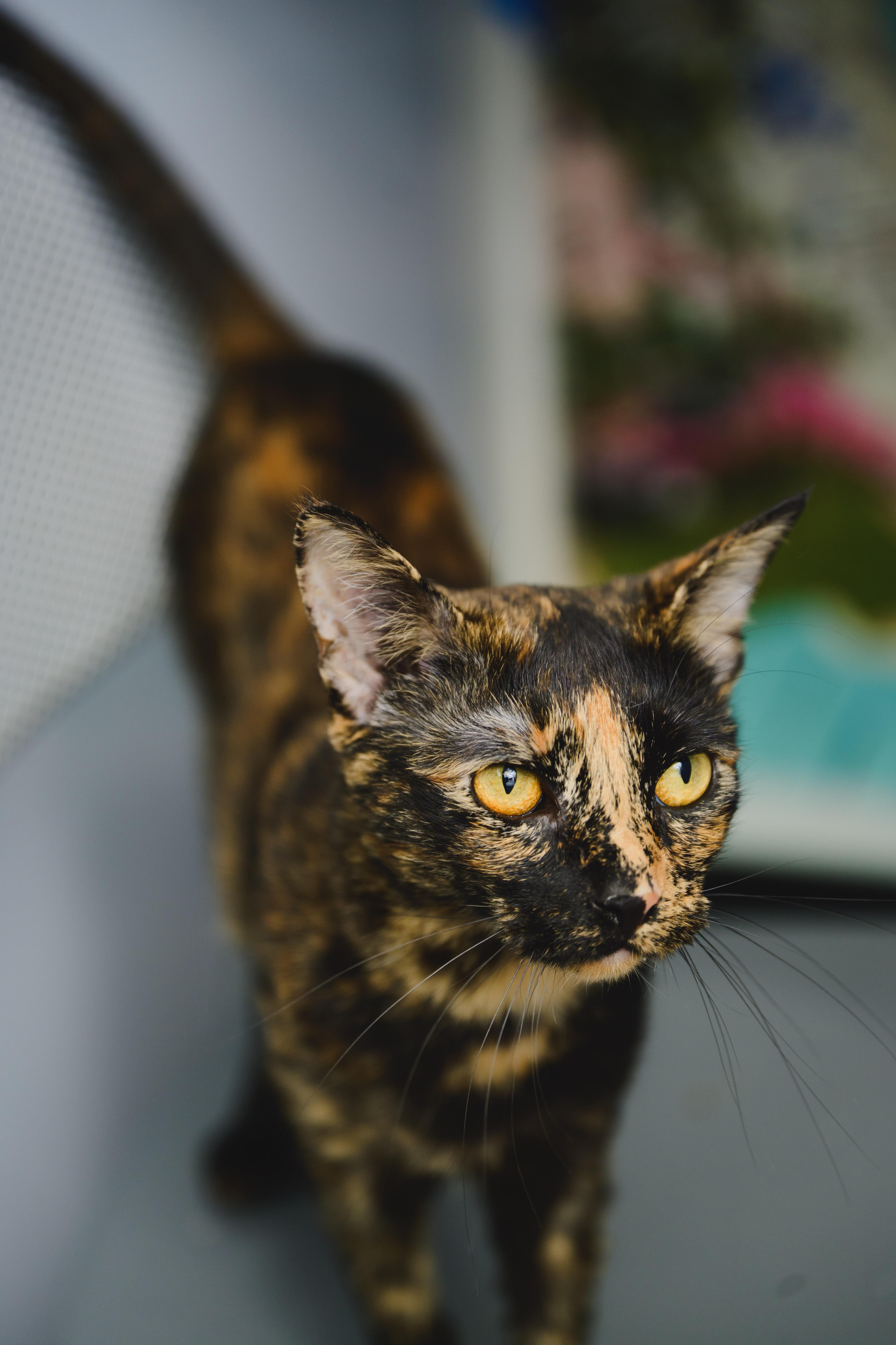 Linguine, a Adopted Domestic Short Hair in Honolulu, HI image 2/6