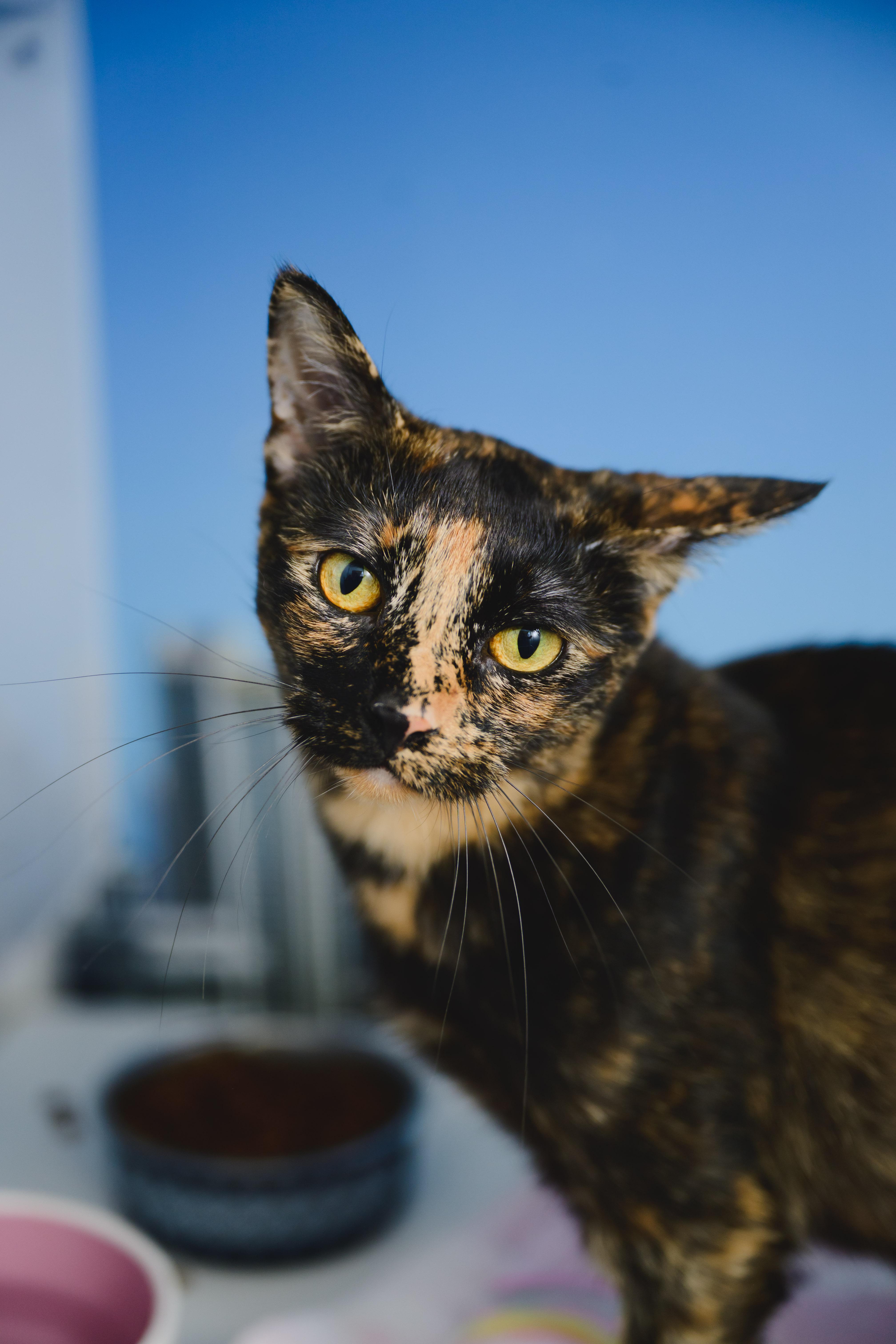 Linguine, a Adopted Domestic Short Hair in Honolulu, HI image 3/6