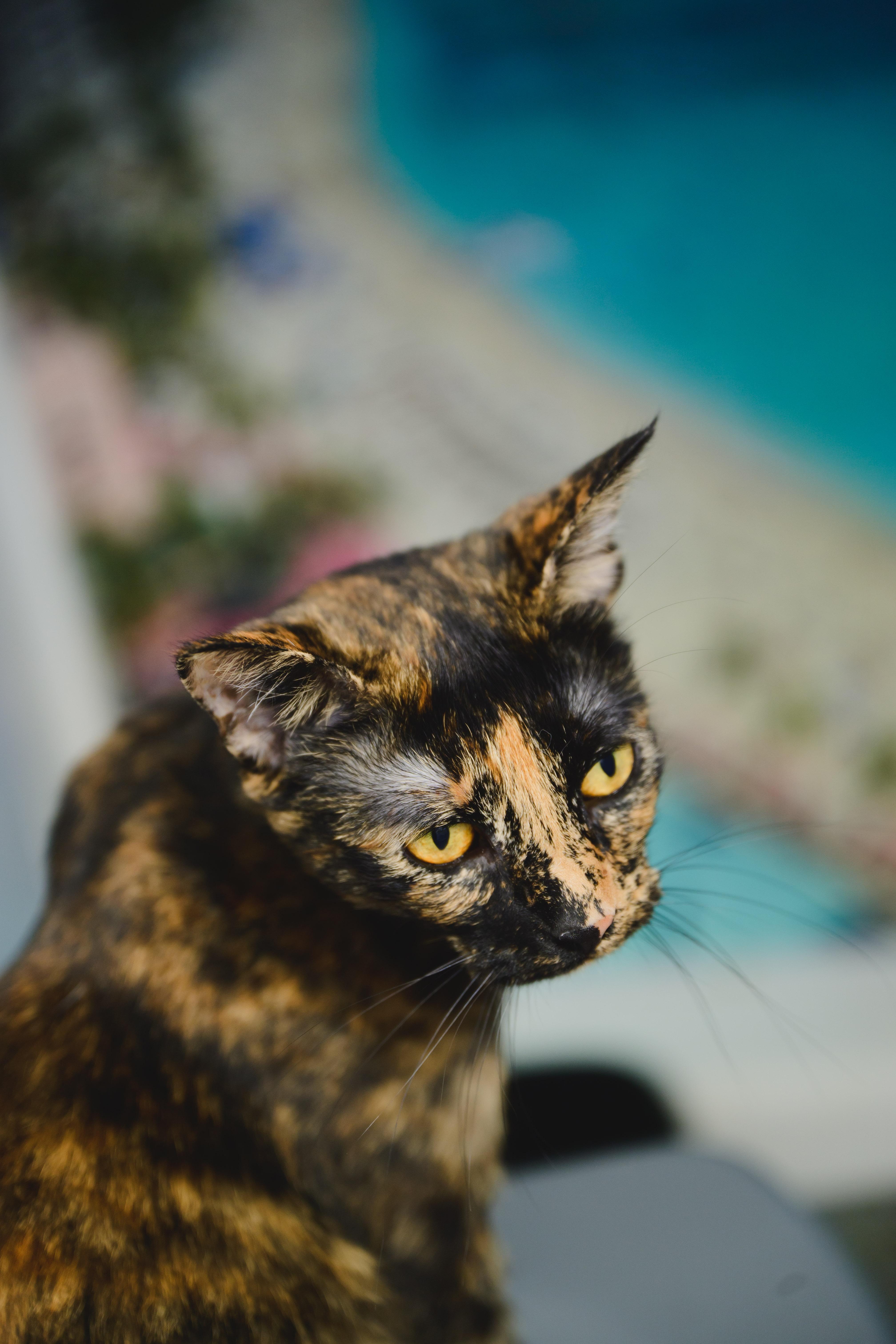 Linguine, a Adopted Domestic Short Hair in Honolulu, HI image 4/6